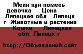 Мейн-кун помесь  девочка   › Цена ­ 100 - Липецкая обл., Липецк г. Животные и растения » Кошки   . Липецкая обл.,Липецк г.